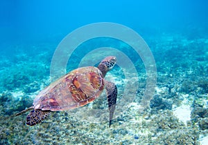 Sea turtle in blue sea water. Green sea turtle closeup. Wildlife of tropical coral reef.