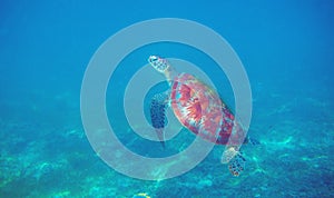 Sea turtle in blue water. Aquatic animal underwater photo. Tropical island snorkeling and diving banner template