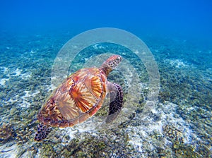 Sea turtle in blue water. Big green sea turtle closeup. Endangered species of tropical coral reef.