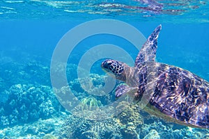 Sea turtle in blue water, close up sea photo. Cute sea turtle in blue water of tropical sea. Green turtle underwater photo