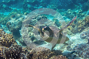 Sea turtle in blue water. Close up sea photo. Cute sea turtle in blue water of tropical sea. Green turtle underwater photo