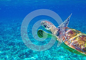 Sea turtle in blue water closeup. Green turtle underwater photo. Wild marine animal in natural environment