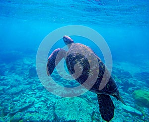 Sea turtle in blue water by coral reef, Philippines, Apo island. Olive ridley turtle in blue sea