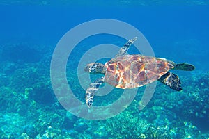 Sea turtle in blue water. Friendly marine turtle underwater photo. Oceanic animal in wild nature. Summer vacation
