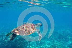 Sea turtle in blue water. Friendly marine turtle underwater photo. Oceanic animal in wild nature. Summer vacation photo