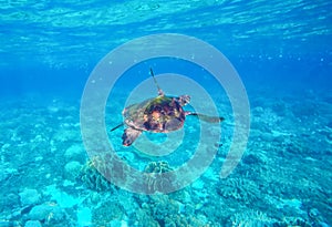 Sea turtle in blue water. Green sea turtle close photo.