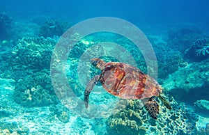 Sea turtle in blue water, underwater wild nature photo. Friendly marine turtle underwater photo. Oceanic animal