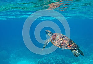 Sea turtle in blue water, underwater wild nature photo. Green turtle underwater photo. Wild marine animal in