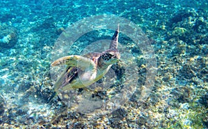 Sea turtle on sea bottom background. Aquatic animal underwater photo. Tropical island snorkeling and diving