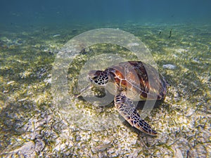 Sea turtle on sea bottom photo. Marine green sea turtle closeup. Wildlife of tropical coral reef. Sea tortoise in water