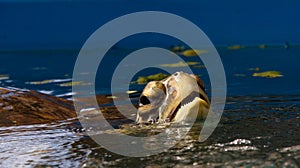 Sea Turtle Breathing