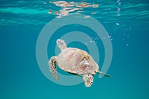 The sea turtle with broken shell swims in the Pacific ocean.