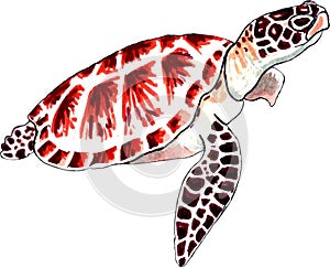 Sea turtle with brown-red shell and spotted fins.