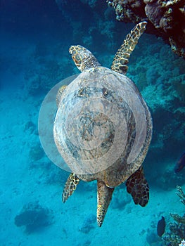 Sea Turtle (Caretta caretta)