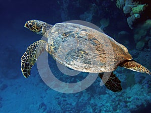 Sea Turtle (Caretta caretta)