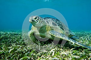 Sea turtle Caretta Caretta , from island Sakatia , Madagascar photo