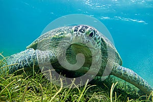 Sea turtle Caretta Caretta , from island Sakatia , Madagascar photo