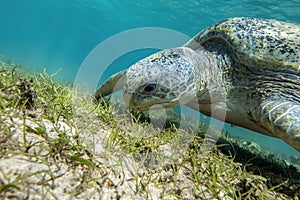 Sea turtle Caretta Caretta , from island Sakatia , Madagascar photo