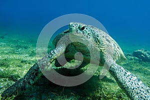 Sea turtle Caretta Caretta , from island Sakatia , Madagascar photo