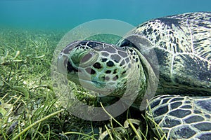 Sea turtle Caretta Caretta , from island Sakatia , Madagascar photo