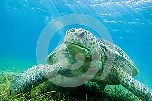 Sea turtle Caretta Caretta , from island Sakatia , Madagascar photo