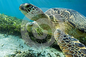 Sea turtle Caretta Caretta , from island Sakatia , Madagascar photo