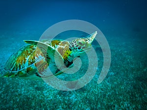 Sea turtle in caribbean sea - Caye Caulker, Belize photo