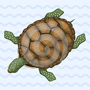 Sea turtle cartoon animal sea wildlife ocean green underwater swim reptile vector illustration