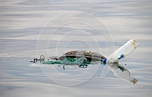 Sea turtle caught in fishing net, Costa Rica