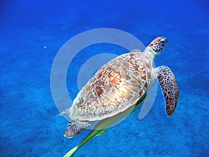 Sea turtle (Chelonia mydas)