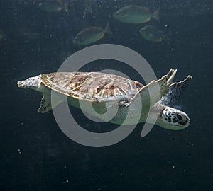 Sea turtle Chelonioidea