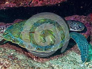 Sea turtle in cleaning station
