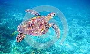 Sea turtle in clear blue sea water. Green sea turtle closeup. Wildlife of tropical coral reef.