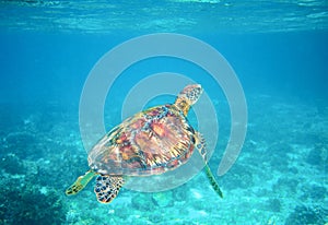 Sea turtle in clear blue sea water. Green sea turtle closeup. Wildlife of tropical coral reef.