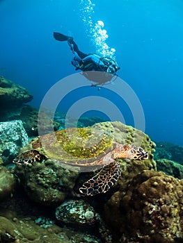 Sea Turtle close to scuba diver