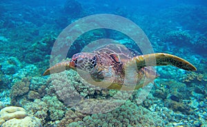 Sea turtle closeup in coral reef. Green turtle underwater photo. Oceanic animal in wild nature