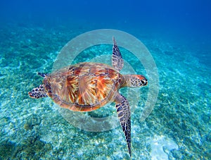 Sea turtle closeup in sea water. Green sea turtle closeup. Wildlife of tropical coral reef.