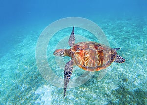 Sea turtle closeup in sea water. Olive green sea turtle closeup. Wildlife of tropical coral reef.