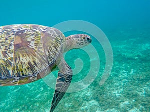 Sea turtle closeup in tropical seashore. Marine wildlife underwater photo. Snorkeling with sea turtle.