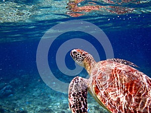 sea turtle in the coast near waters at moalboal