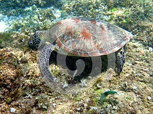 sea turtle in the coast near waters at moalboal