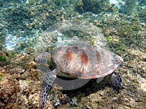 sea turtle in the coast near waters at moalboal