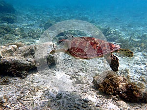 sea turtle in the coast near waters at moalboal