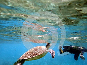 sea turtle in the coast near waters at moalboal