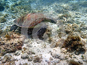 sea turtle in the coast near waters at moalboal