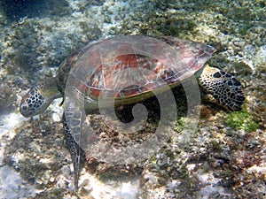 sea turtle in the coast near waters at moalboal