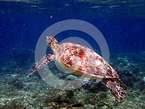 sea turtle in the coast near waters at moalboal