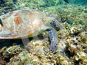 sea turtle in the coast near waters at moalboal