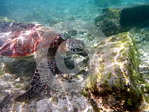 sea turtle in the coast near waters at moalboal