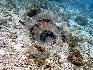 sea turtle in the coast near waters at moalboal